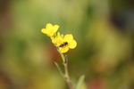 油菜花蜜蜂