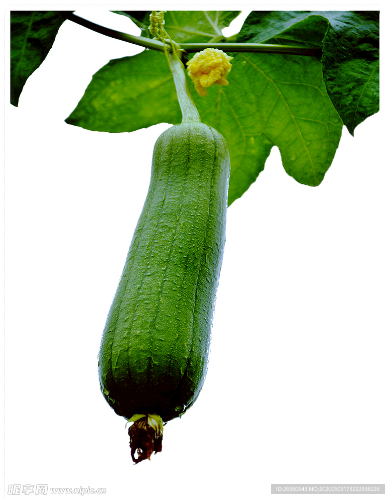 蔬菜丝瓜 夏日小清新凉爽节日