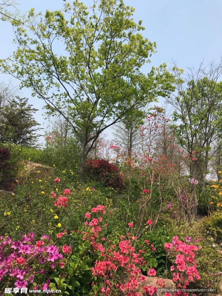 花朵摄影