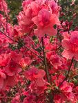 花朵拍摄