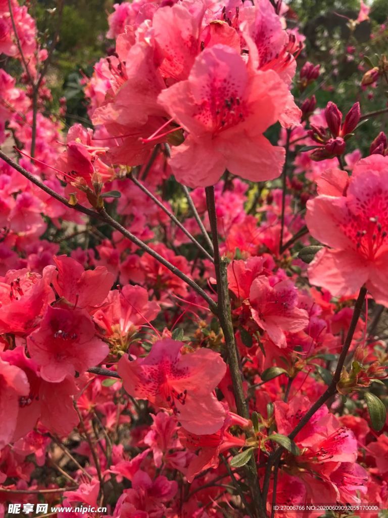花朵拍摄