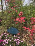 花朵拍摄