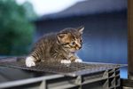 猫咪生活照