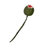 森系花枝