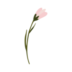 森系花枝