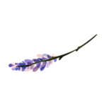 森系花枝