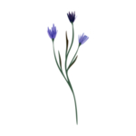 森系花枝