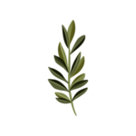 森系花枝