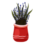 绿色家庭植物