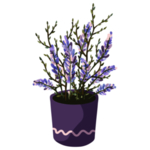 绿色家庭植物