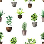 绿色家庭植物