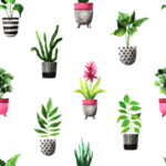 绿色家庭植物