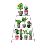 绿色家庭植物