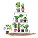 绿色家庭植物