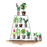 绿色家庭植物