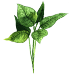 绿色家庭植物