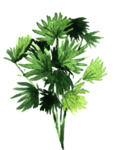 绿色家庭植物