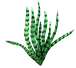 绿色家庭植物