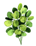 绿色家庭植物