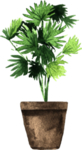 绿色家庭植物