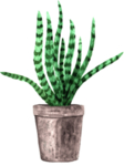 绿色家庭植物