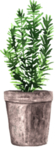 绿色家庭植物