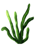 绿色家庭植物