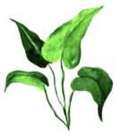 绿色家庭植物