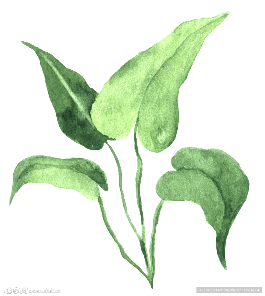 绿色家庭植物