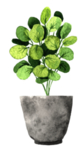 绿色家庭植物