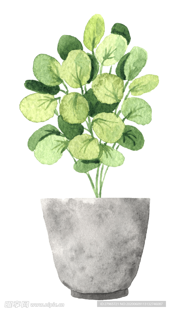 绿色家庭植物