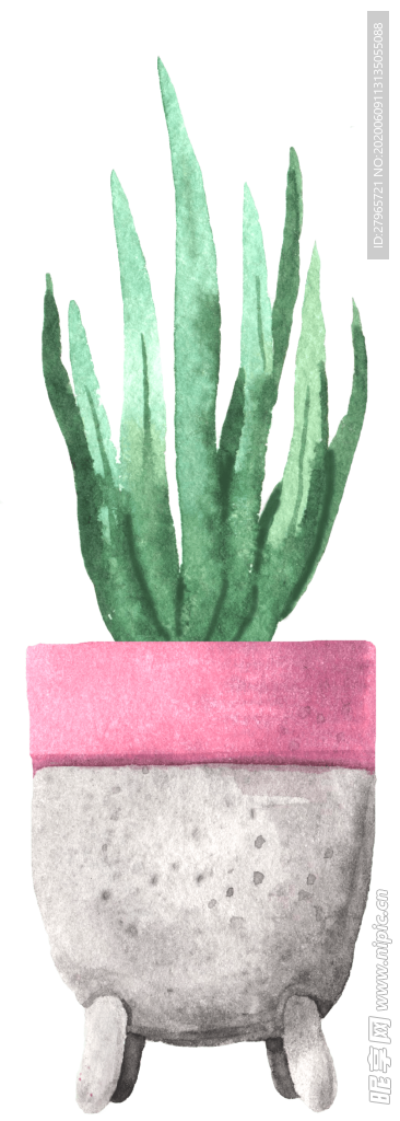 绿色家庭植物
