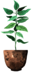 绿色家庭植物