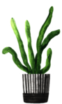 绿色家庭植物