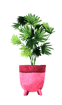 绿色家庭植物