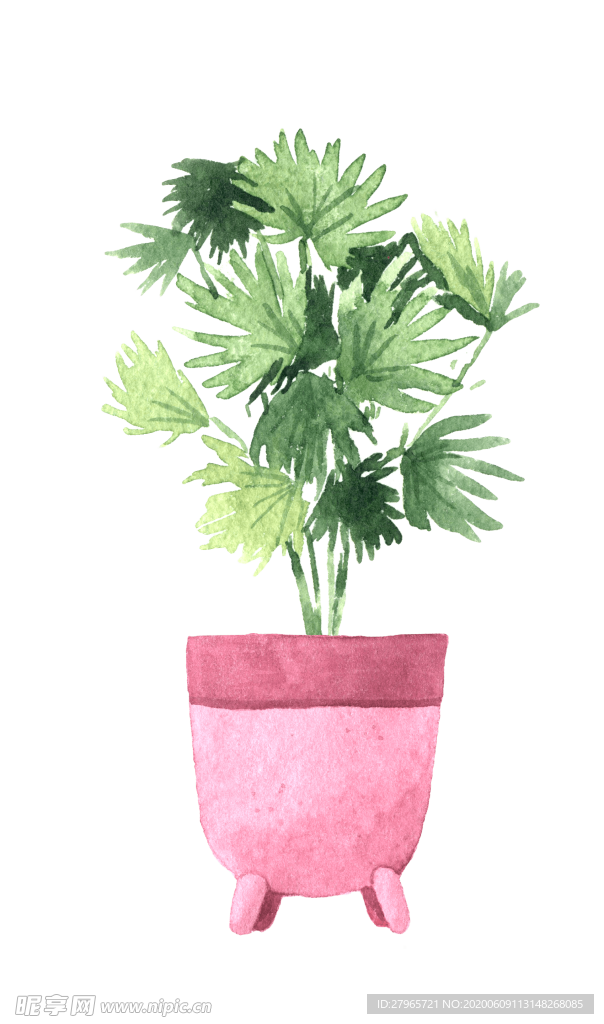 绿色家庭植物