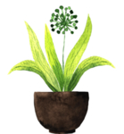 绿色家庭植物
