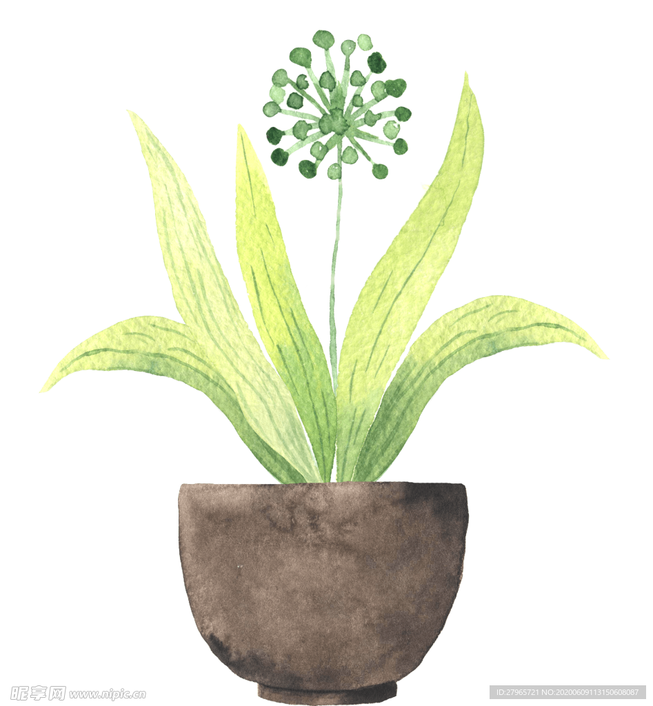 绿色家庭植物