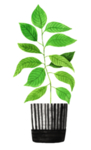 绿色家庭植物