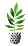 绿色家庭植物