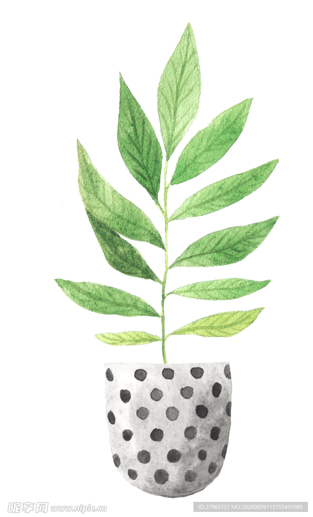 绿色家庭植物