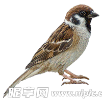 小鸟 野生动物
