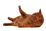 猫 宠物猫 宠物 小猫 猫咪