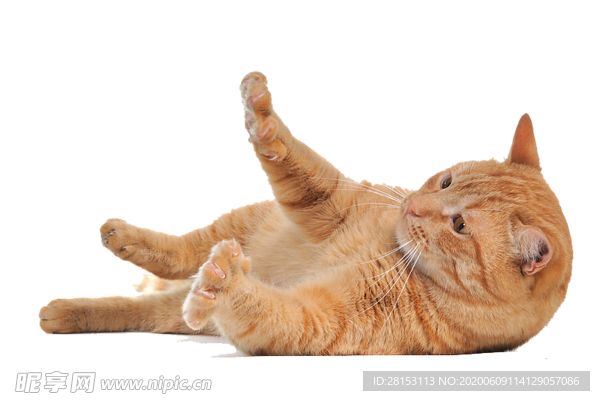 猫 宠物猫 宠物 小猫 猫咪