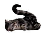 猫 宠物猫 宠物 小猫 猫咪