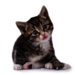 猫 宠物猫 宠物 小猫 猫咪