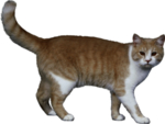 猫 宠物猫 宠物 小猫 猫咪