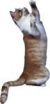 猫 宠物猫 宠物 小猫 猫咪