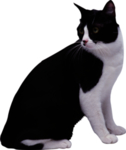 猫 宠物猫 宠物 小猫 猫咪