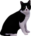 猫 宠物猫 宠物 小猫 猫咪